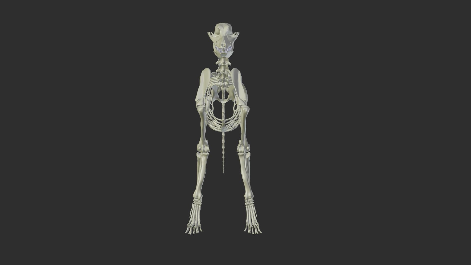 Dog Skeleton 3D model_3