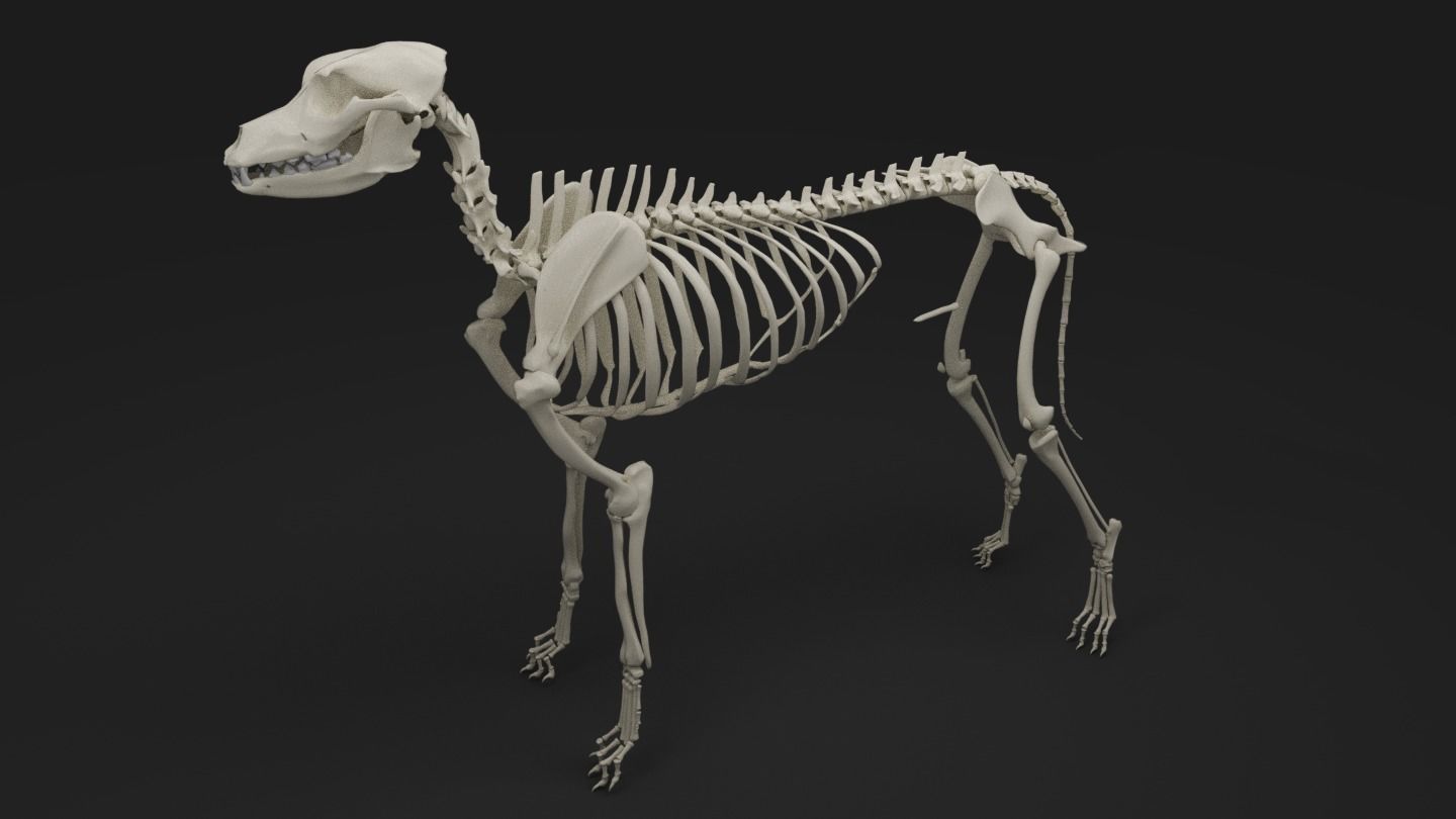 Dog Skeleton 3D model_0