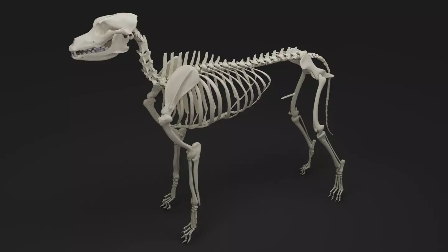 Dog Skeleton 3D model