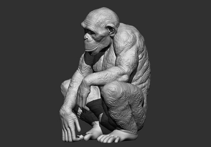 Chimpanzee monkey stl 3d printable model 3D print model