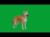 New Guinea Singing Dog Low-poly 3D model_1