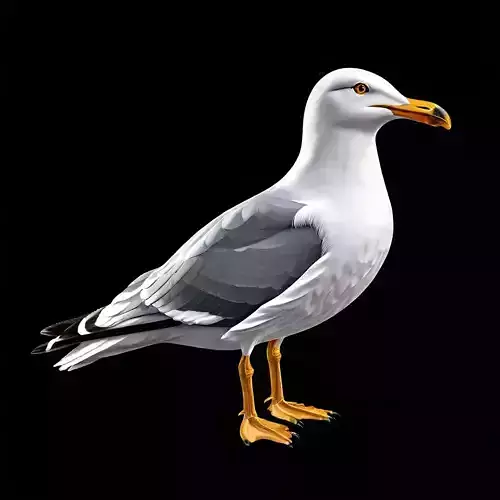 Realistic Seagull 3D Model Low-poly 3D model
