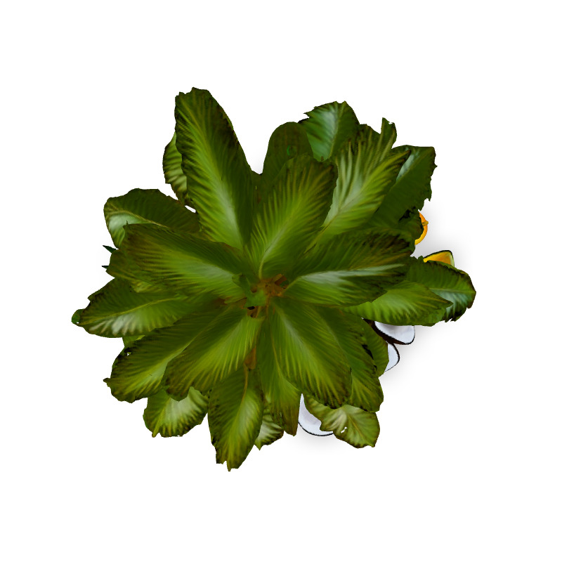 Tropical Coconut Palm Tree and Fruits Low-poly 3D model_7