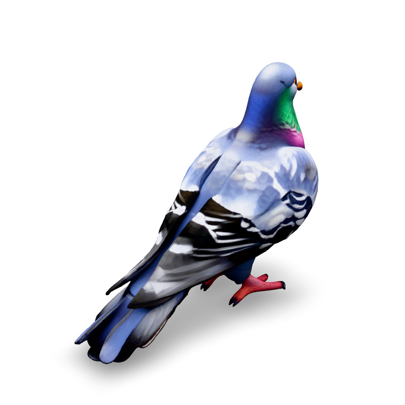 Realistic Animated Pigeon 3D Model Low-poly 3D model_5
