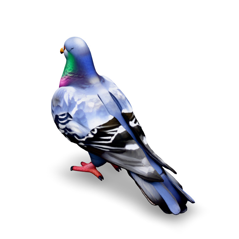 Realistic Animated Pigeon 3D Model Low-poly 3D model_4