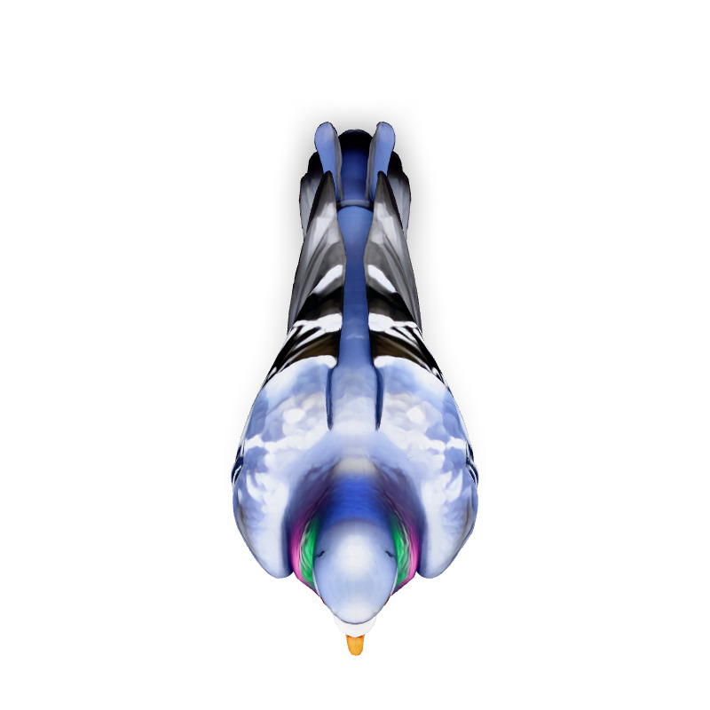 Realistic Animated Pigeon 3D Model Low-poly 3D model_7