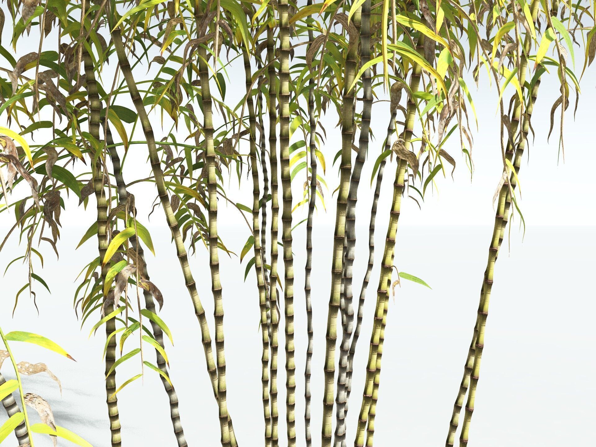 EVERYPlant Common Bamboo 3D model_17