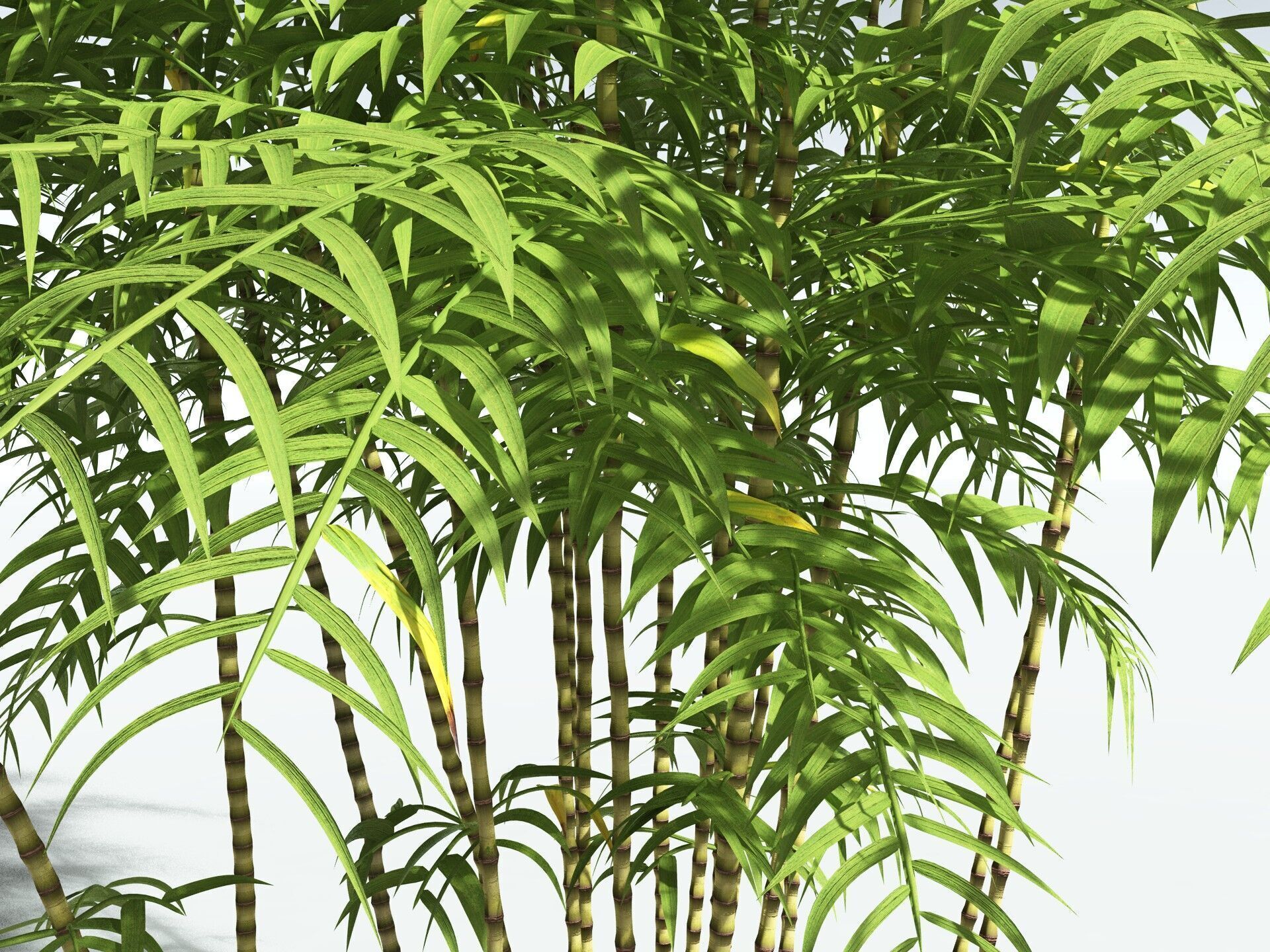 EVERYPlant Common Bamboo 3D model_7