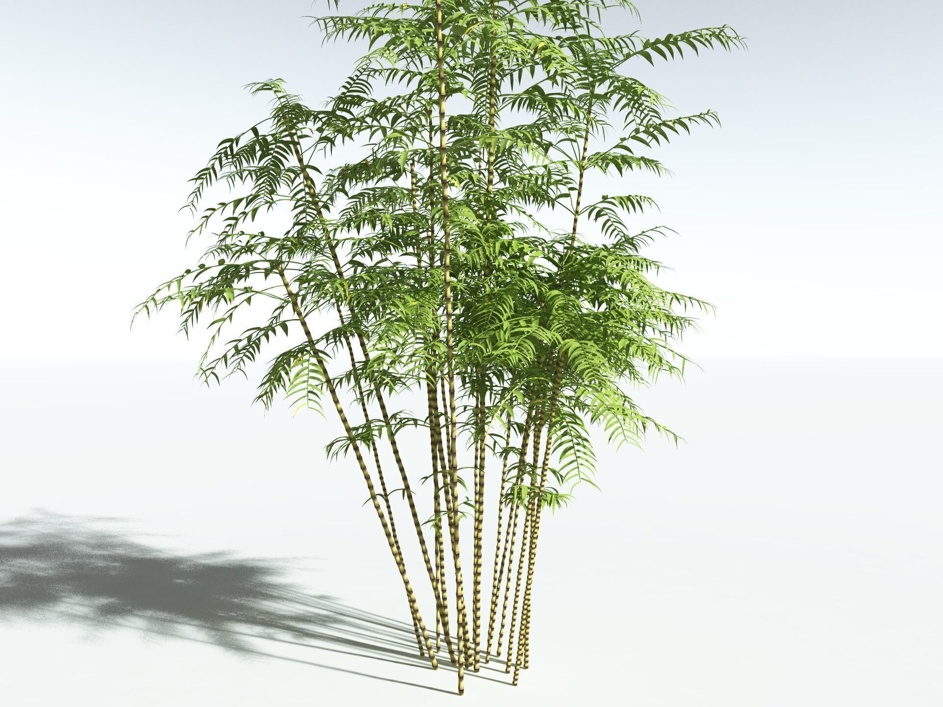 EVERYPlant Common Bamboo 3D model_20