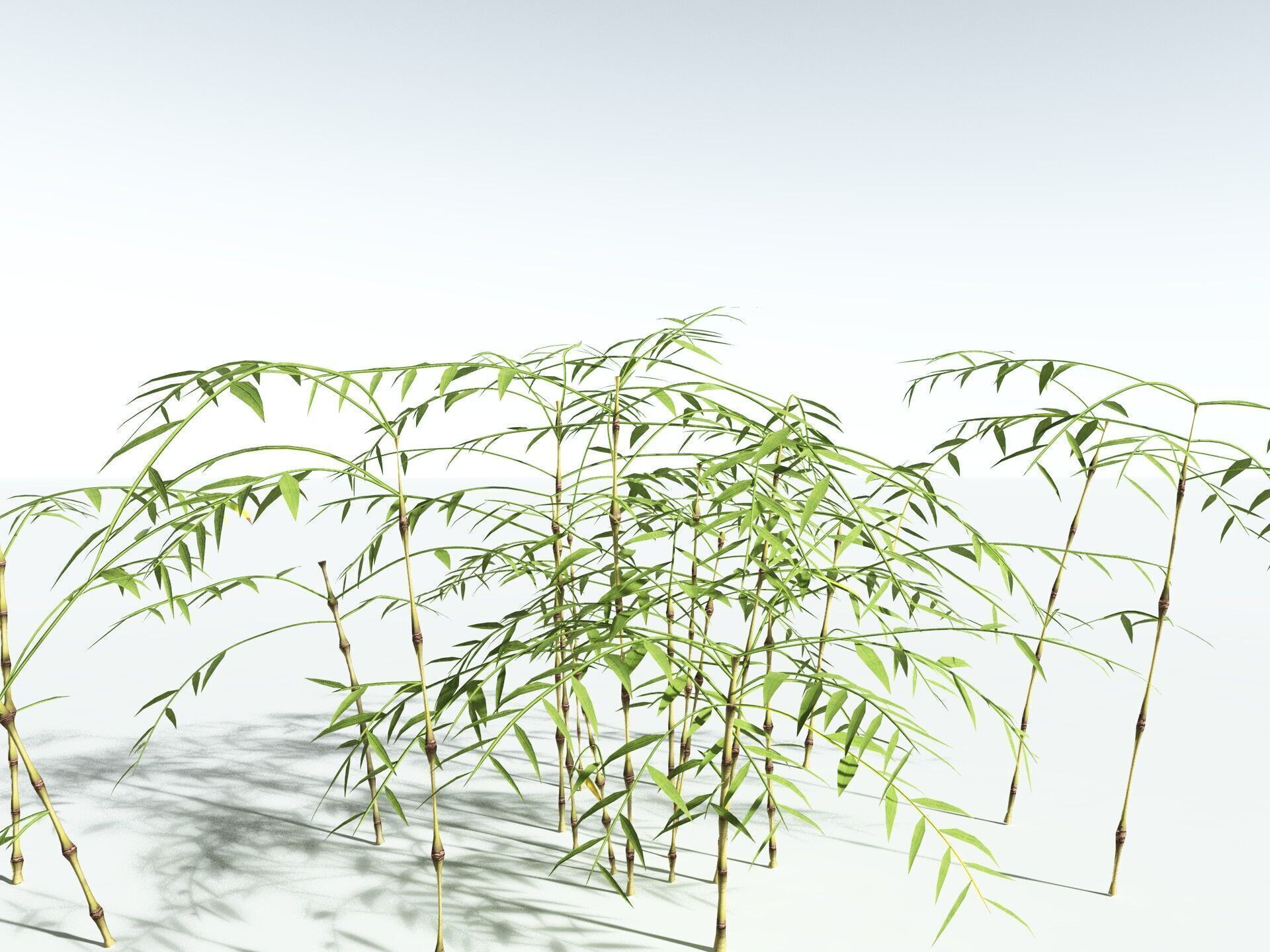 EVERYPlant Common Bamboo 3D model_27