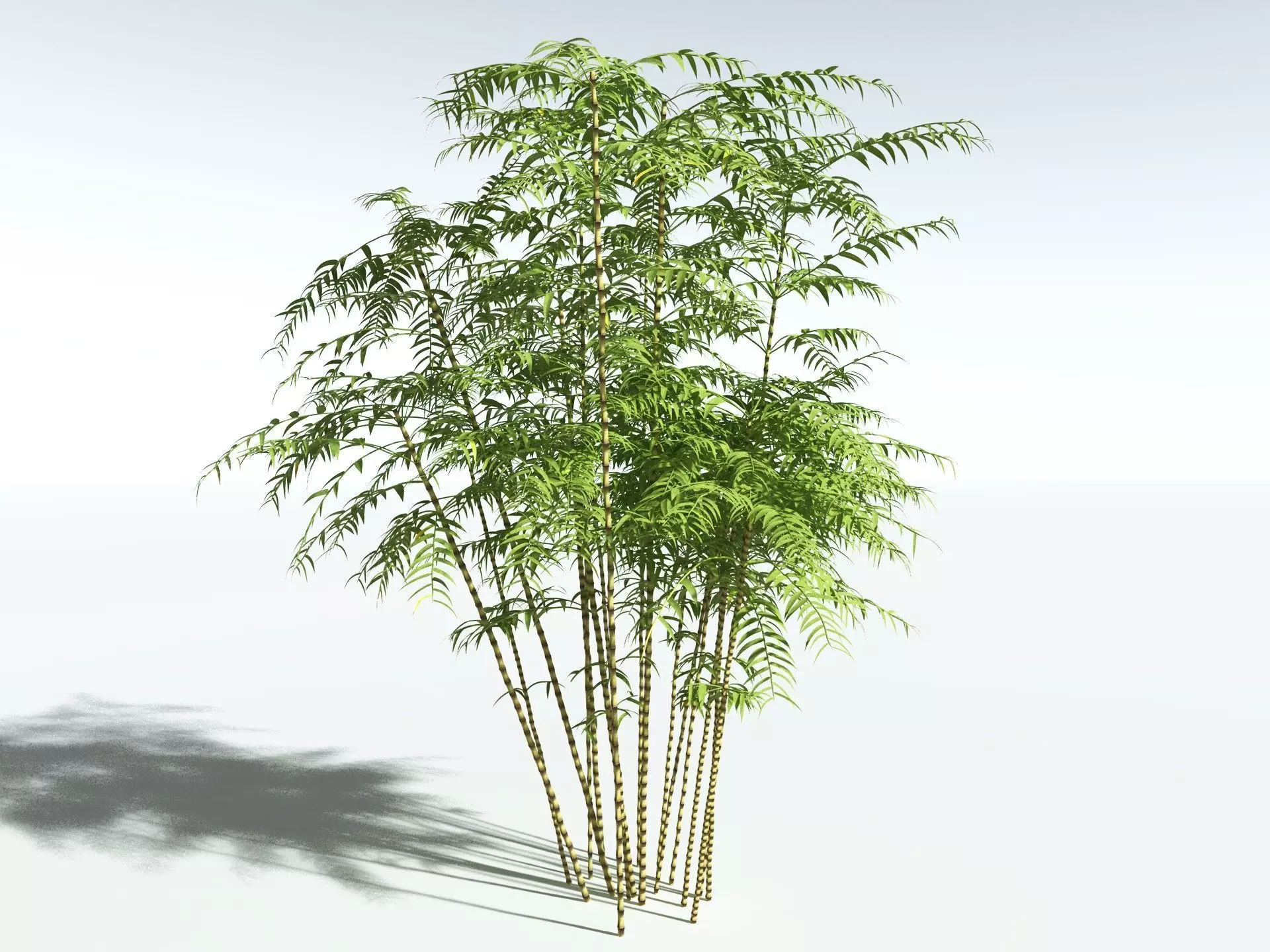 EVERYPlant Common Bamboo 3D model_0