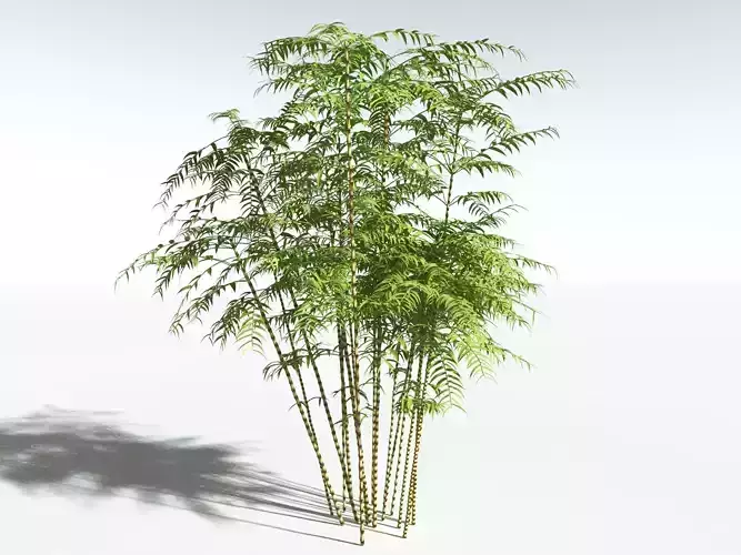 EVERYPlant Common Bamboo -18 Models- 3D model