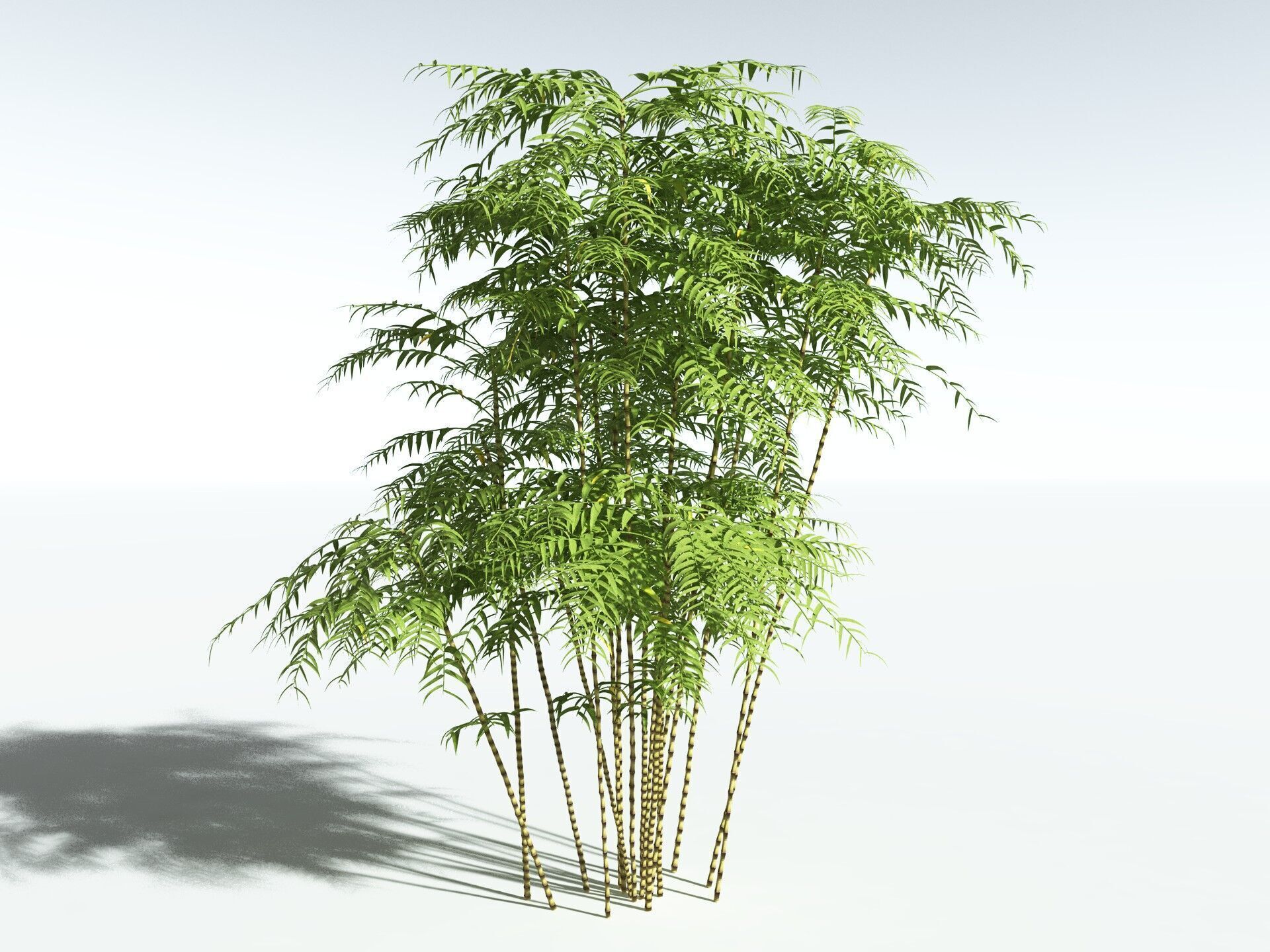 EVERYPlant Common Bamboo 3D model_6