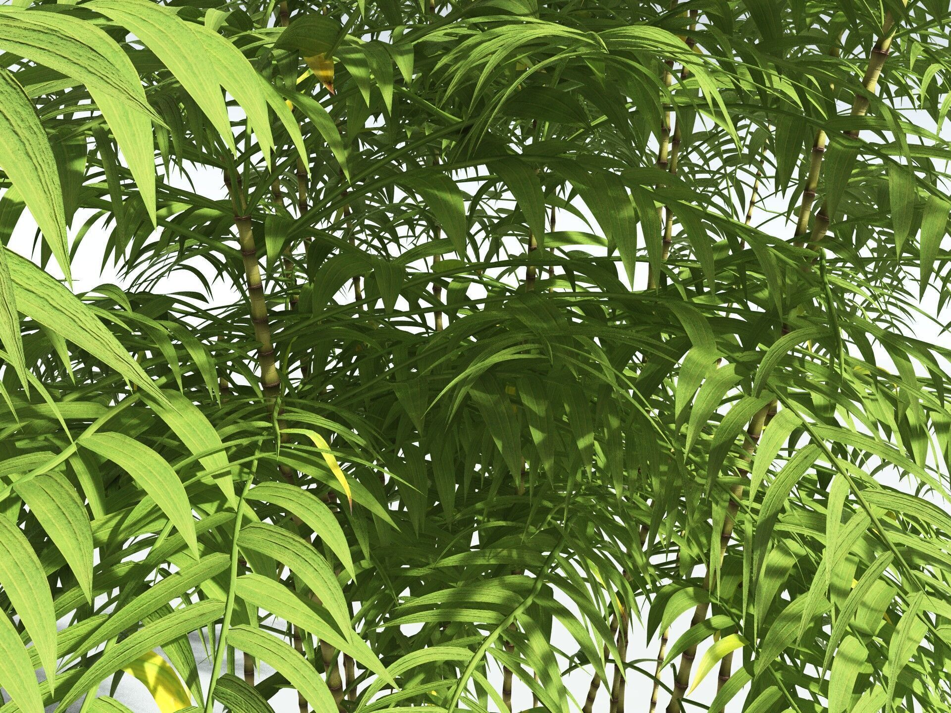 EVERYPlant Common Bamboo 3D model_23