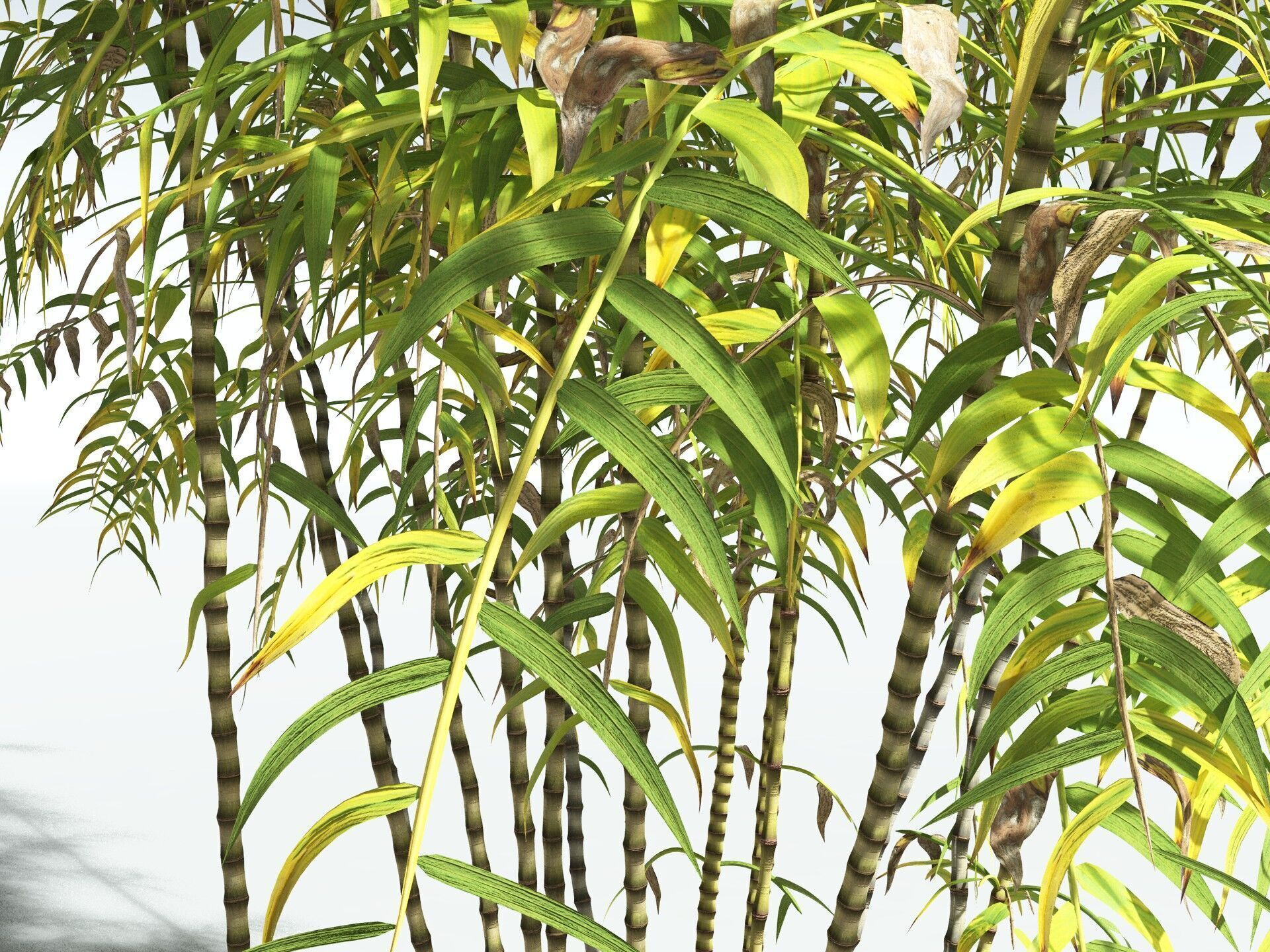 EVERYPlant Common Bamboo 3D model_15