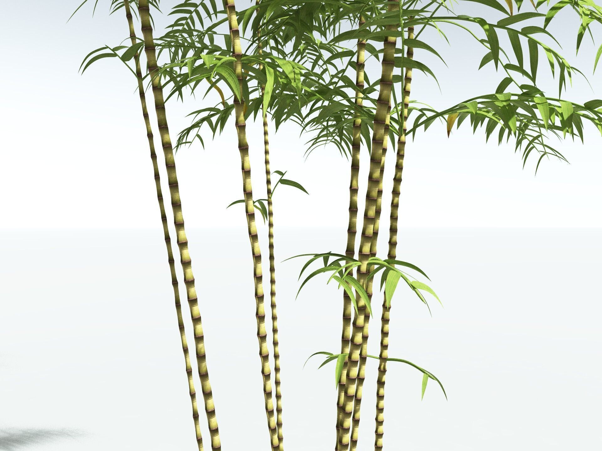 EVERYPlant Common Bamboo 3D model_33