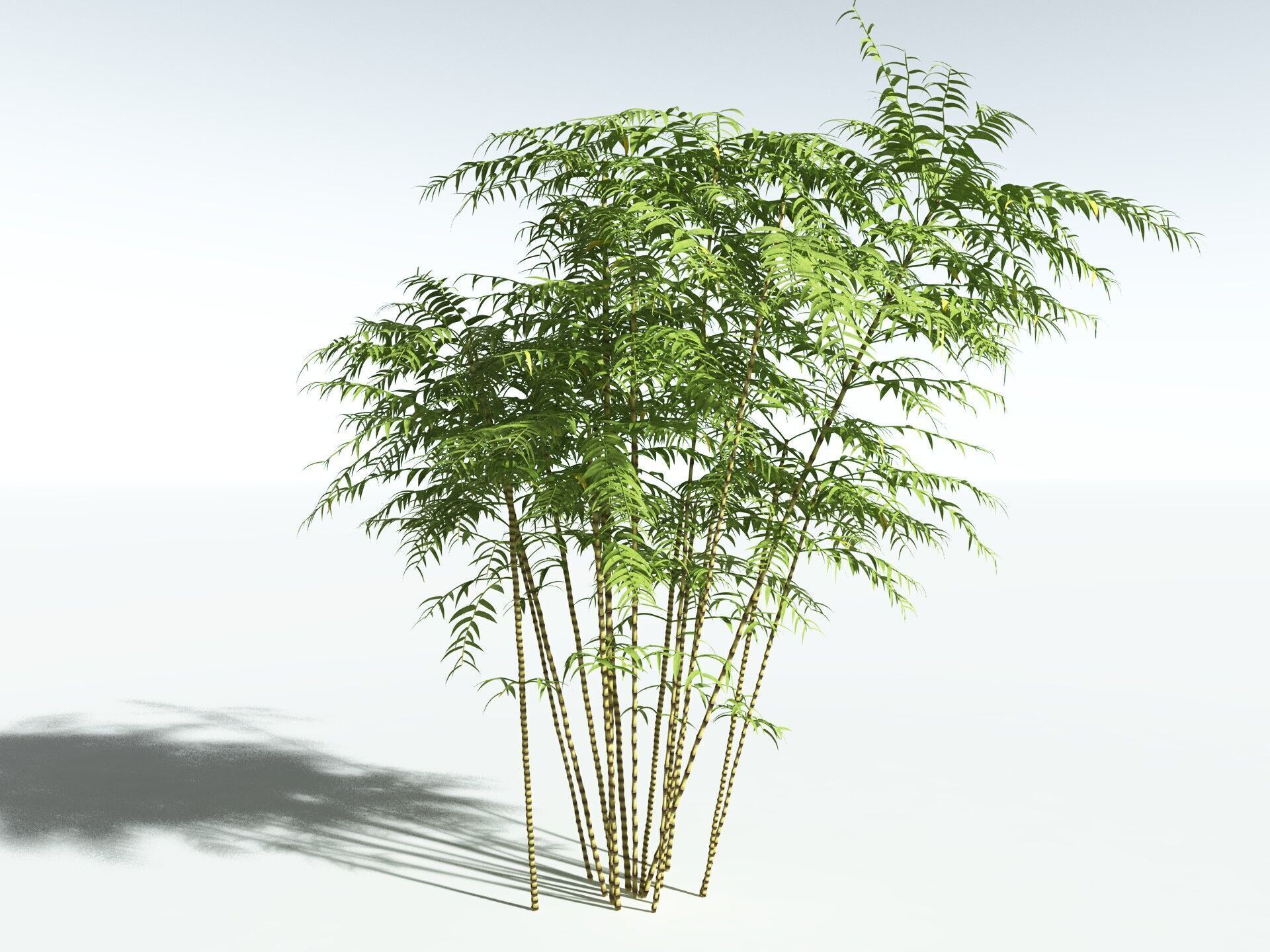 EVERYPlant Common Bamboo 3D model_4