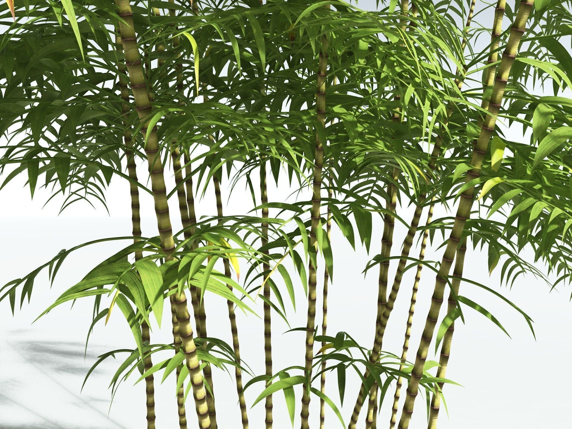 EVERYPlant Common Bamboo 3D model_3