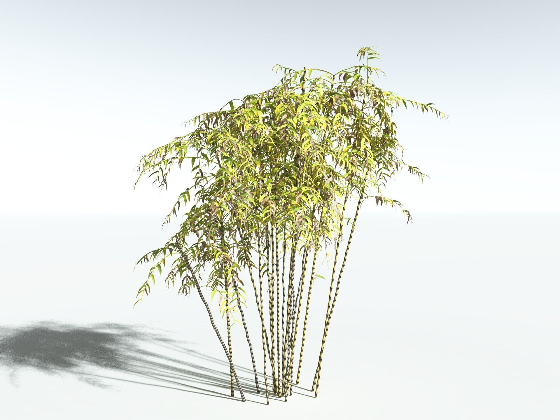 EVERYPlant Common Bamboo 3D model_16