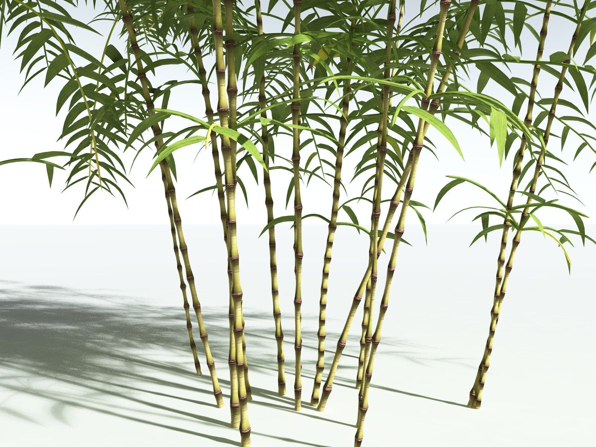 EVERYPlant Common Bamboo 3D model_25