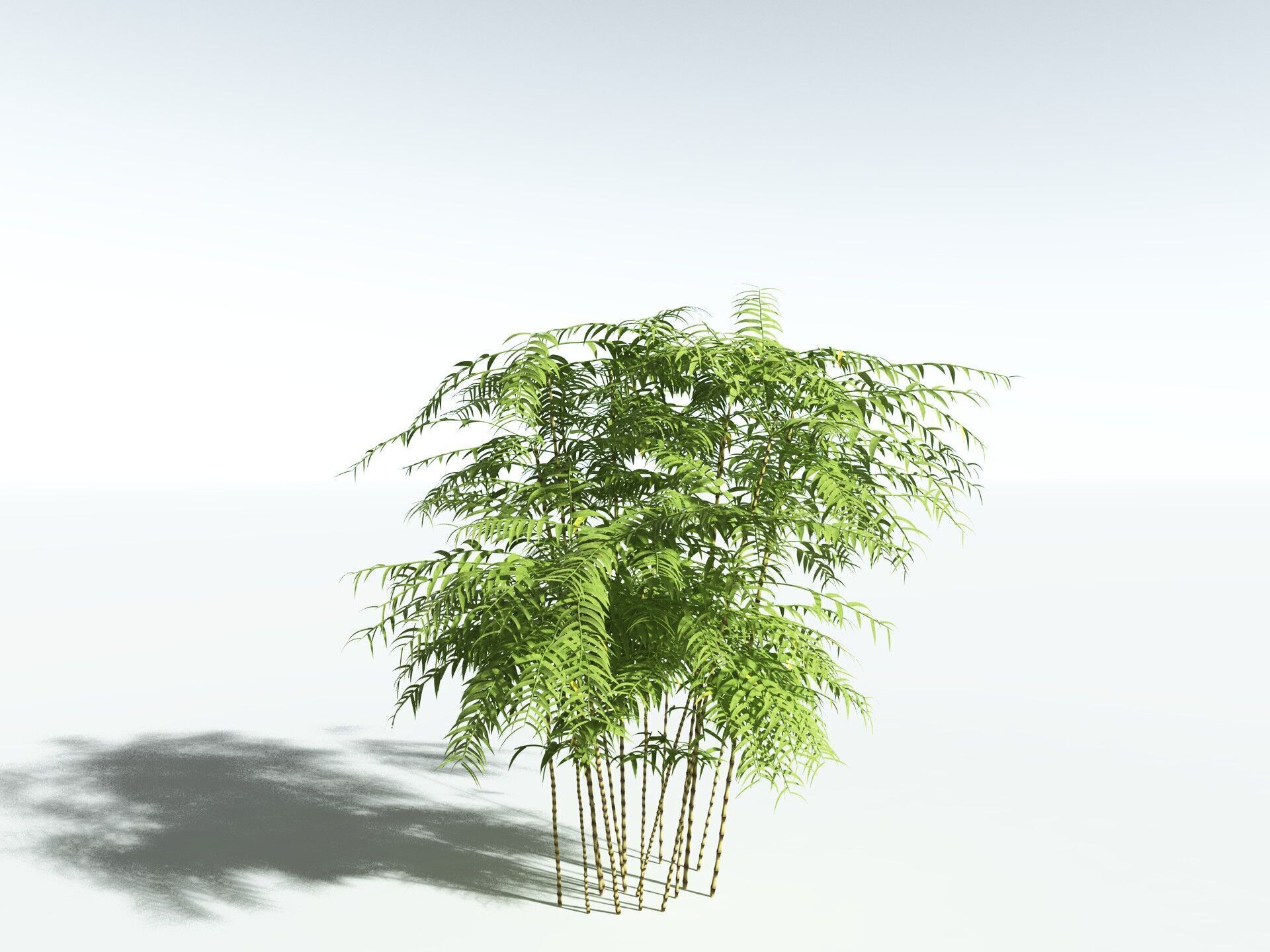 EVERYPlant Common Bamboo 3D model_22