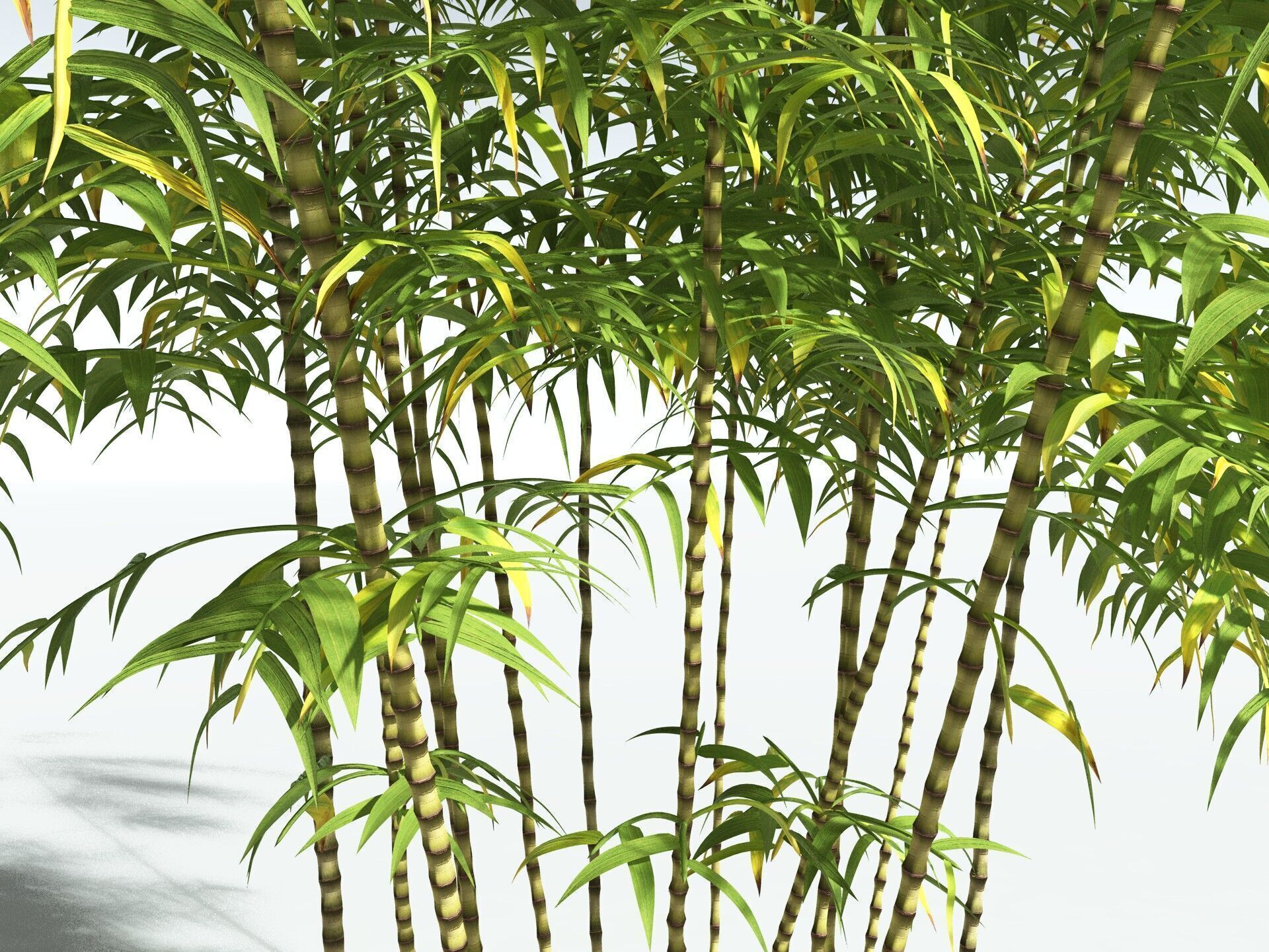 EVERYPlant Common Bamboo 3D model_13