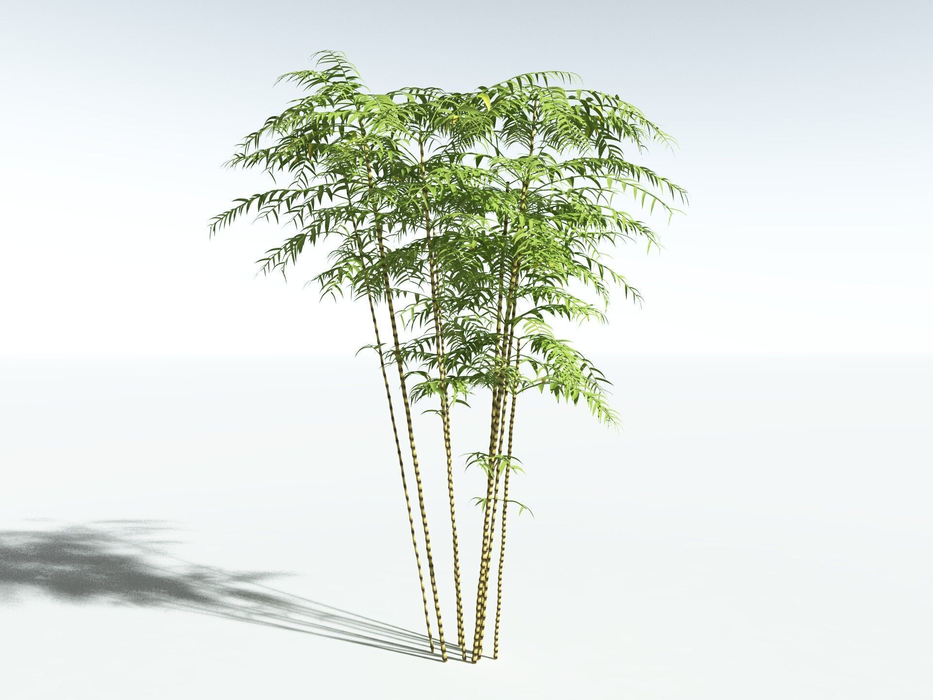EVERYPlant Common Bamboo 3D model_32