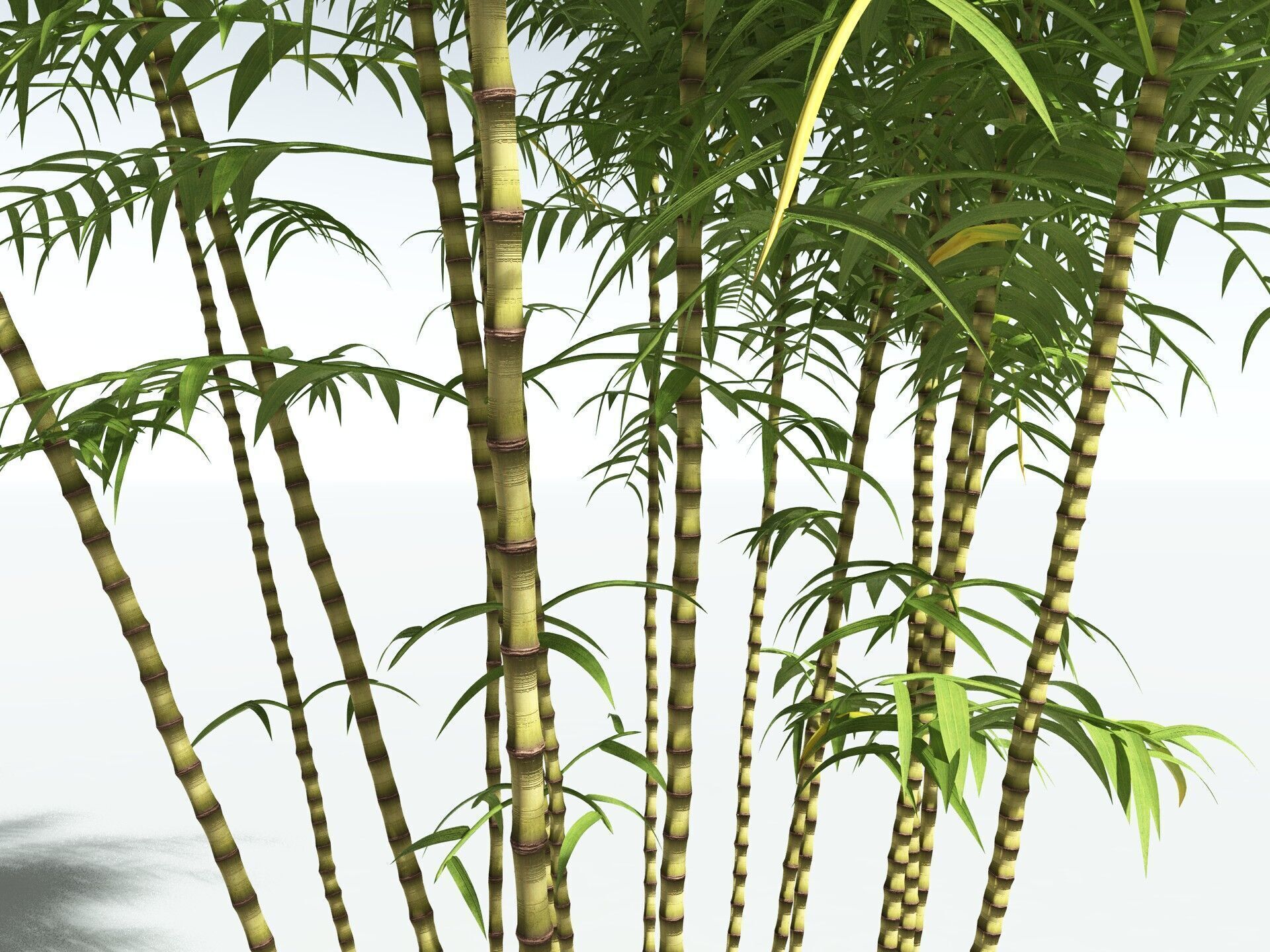 EVERYPlant Common Bamboo 3D model_21