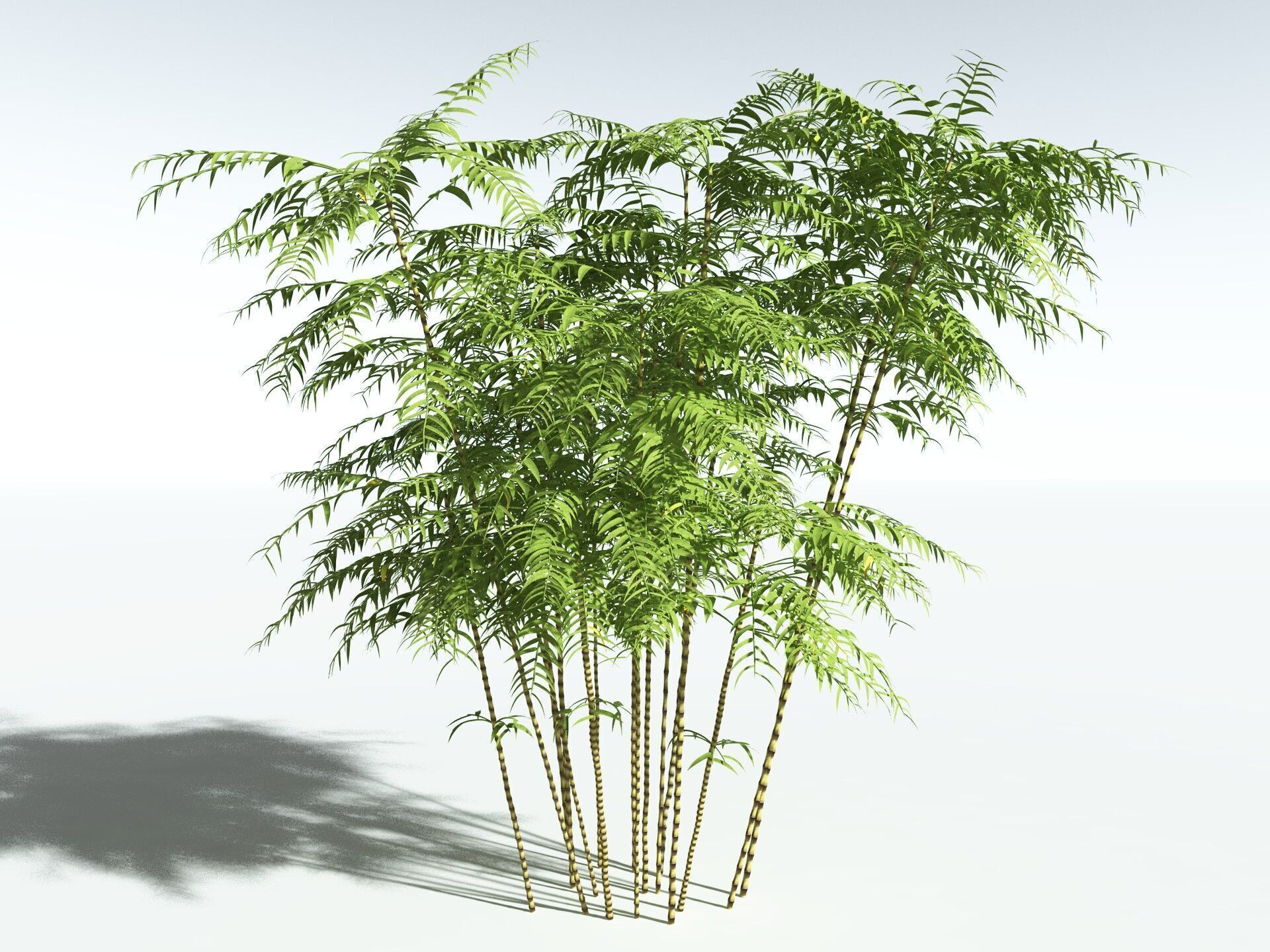 EVERYPlant Common Bamboo 3D model_8
