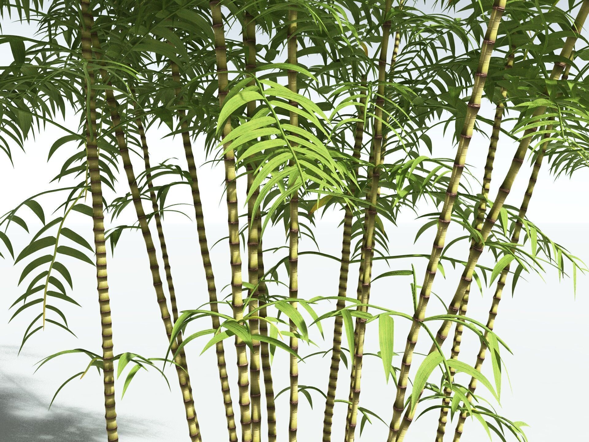 EVERYPlant Common Bamboo 3D model_5