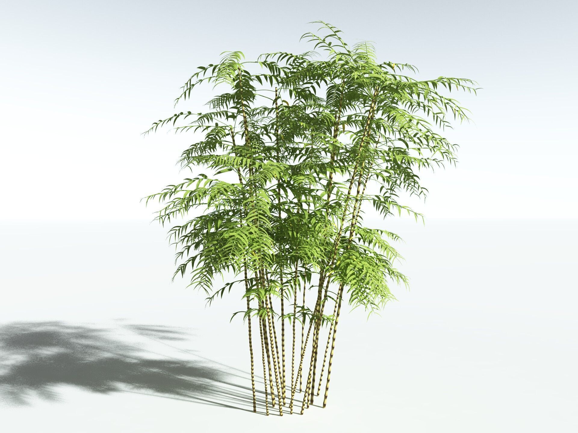EVERYPlant Common Bamboo 3D model_2