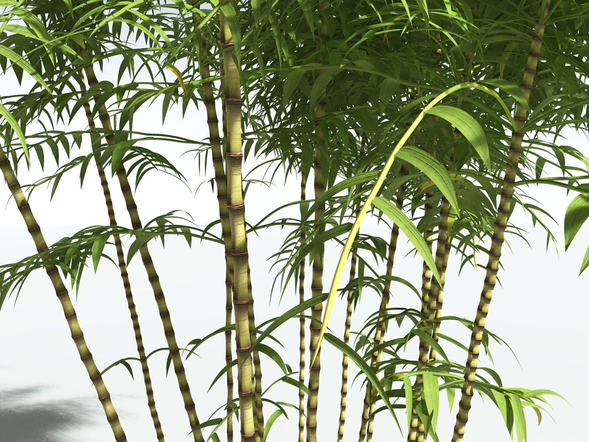 EVERYPlant Common Bamboo 3D model_1