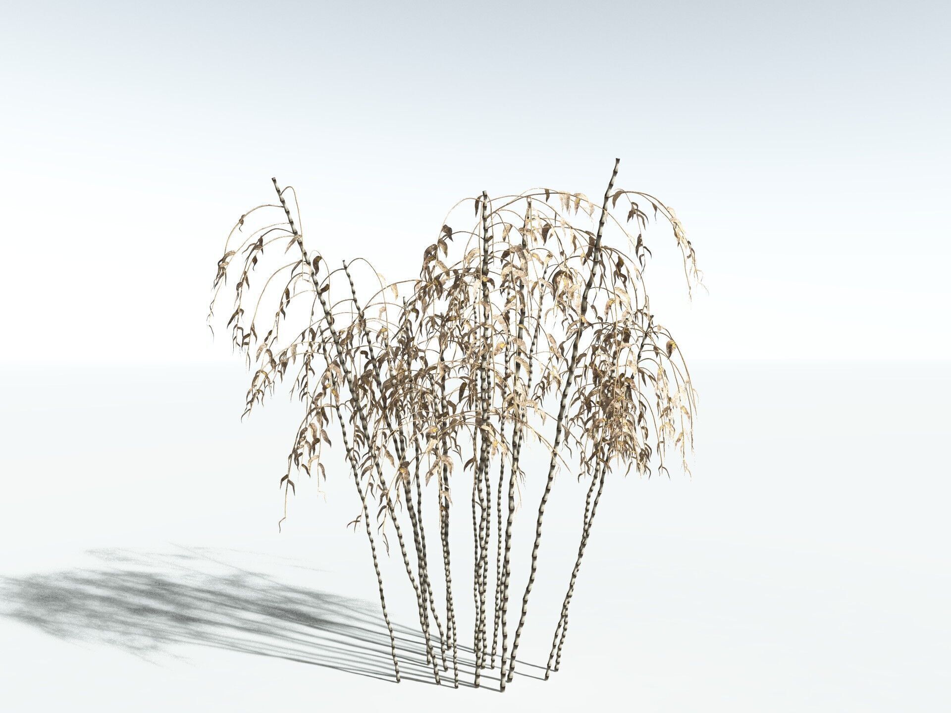EVERYPlant Common Bamboo 3D model_18