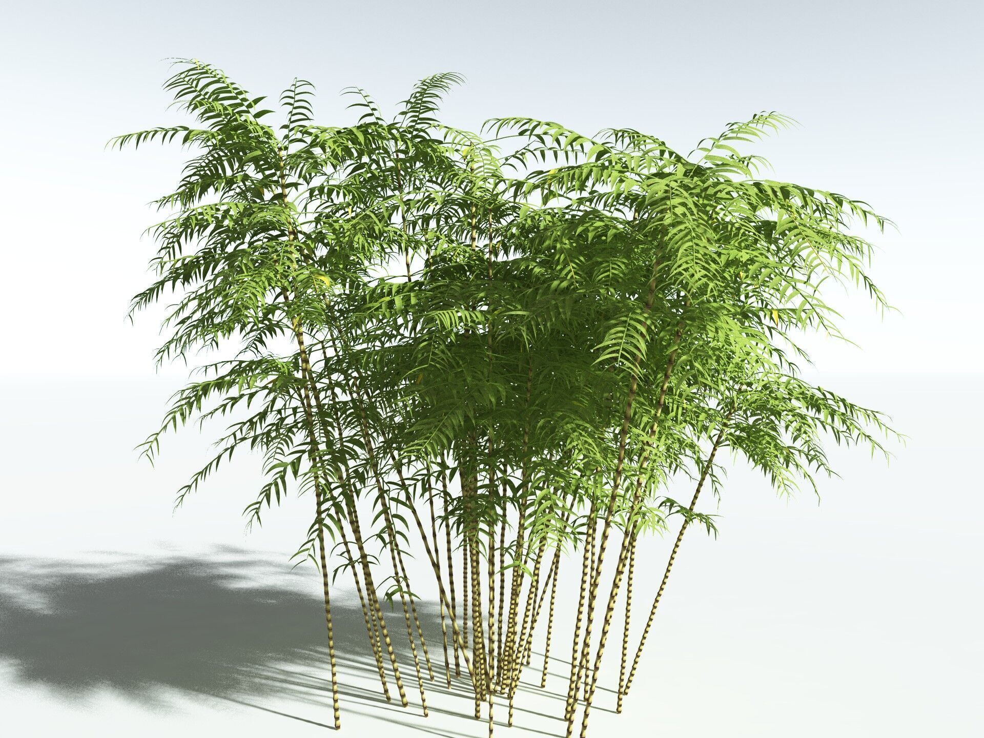 EVERYPlant Common Bamboo 3D model_34