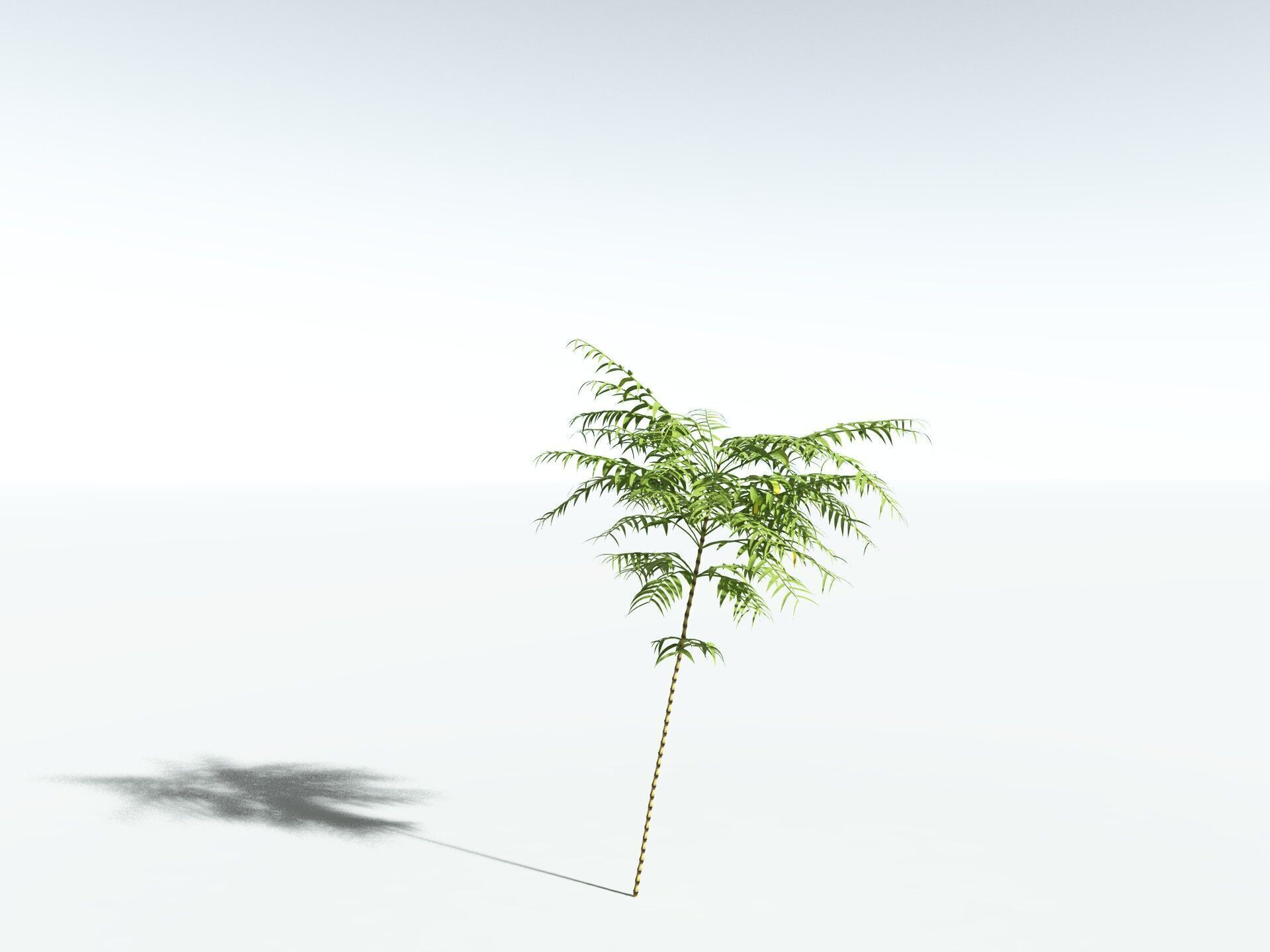 EVERYPlant Common Bamboo 3D model_30