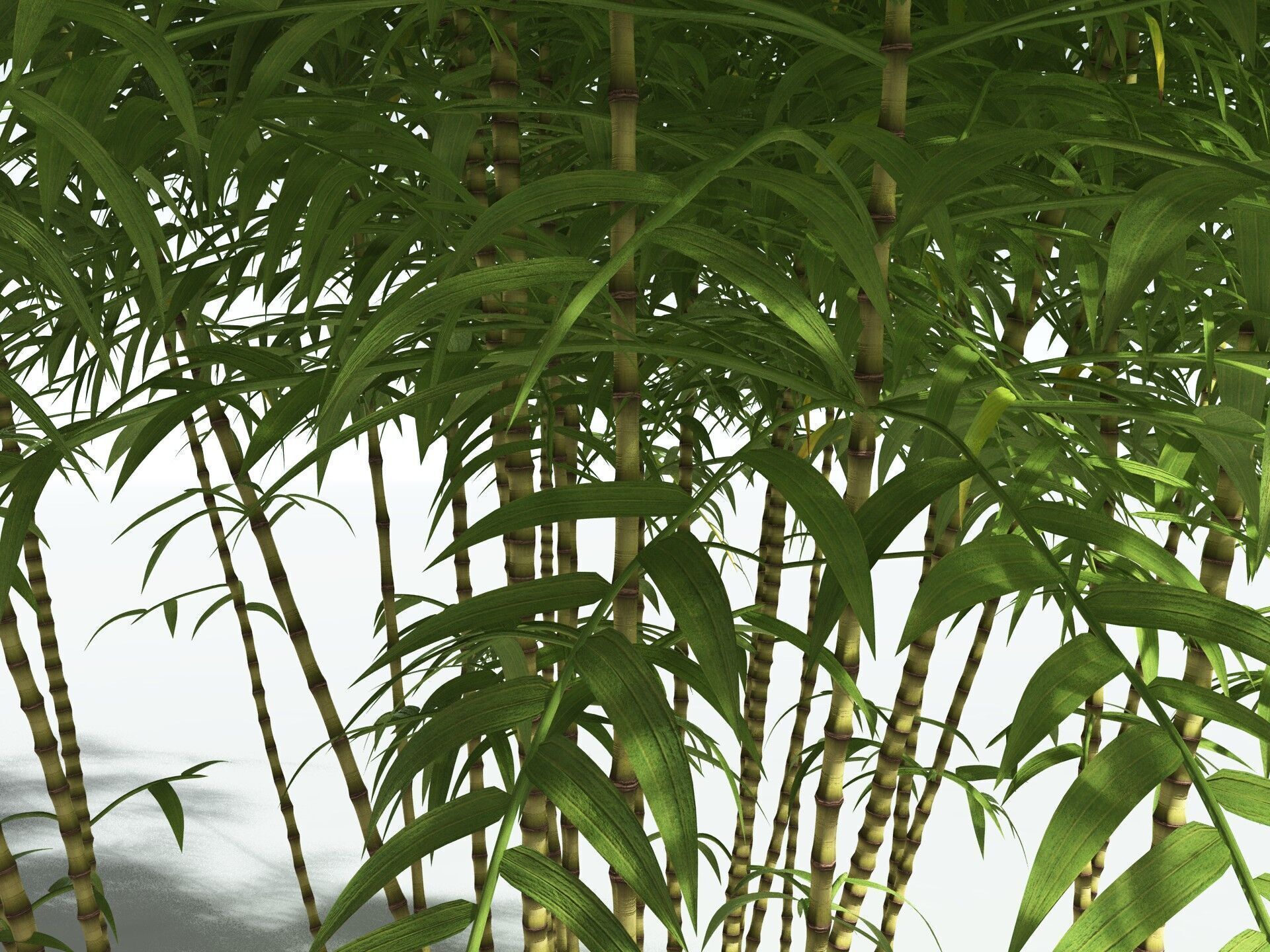 EVERYPlant Common Bamboo 3D model_35