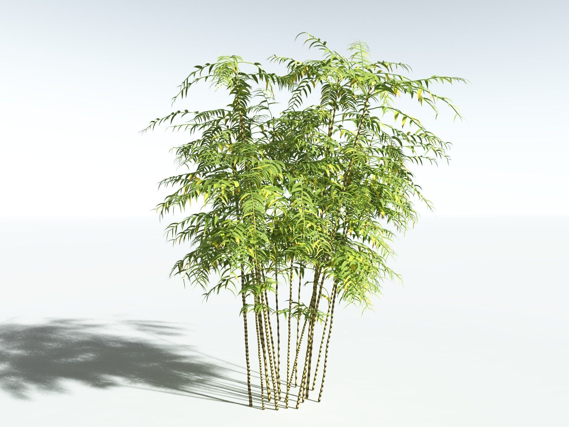 EVERYPlant Common Bamboo 3D model_12