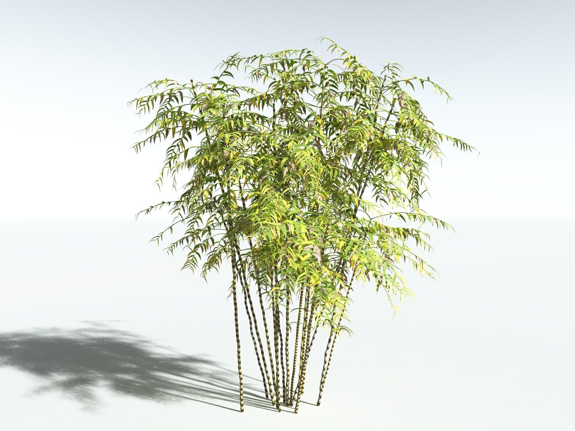 EVERYPlant Common Bamboo 3D model_14