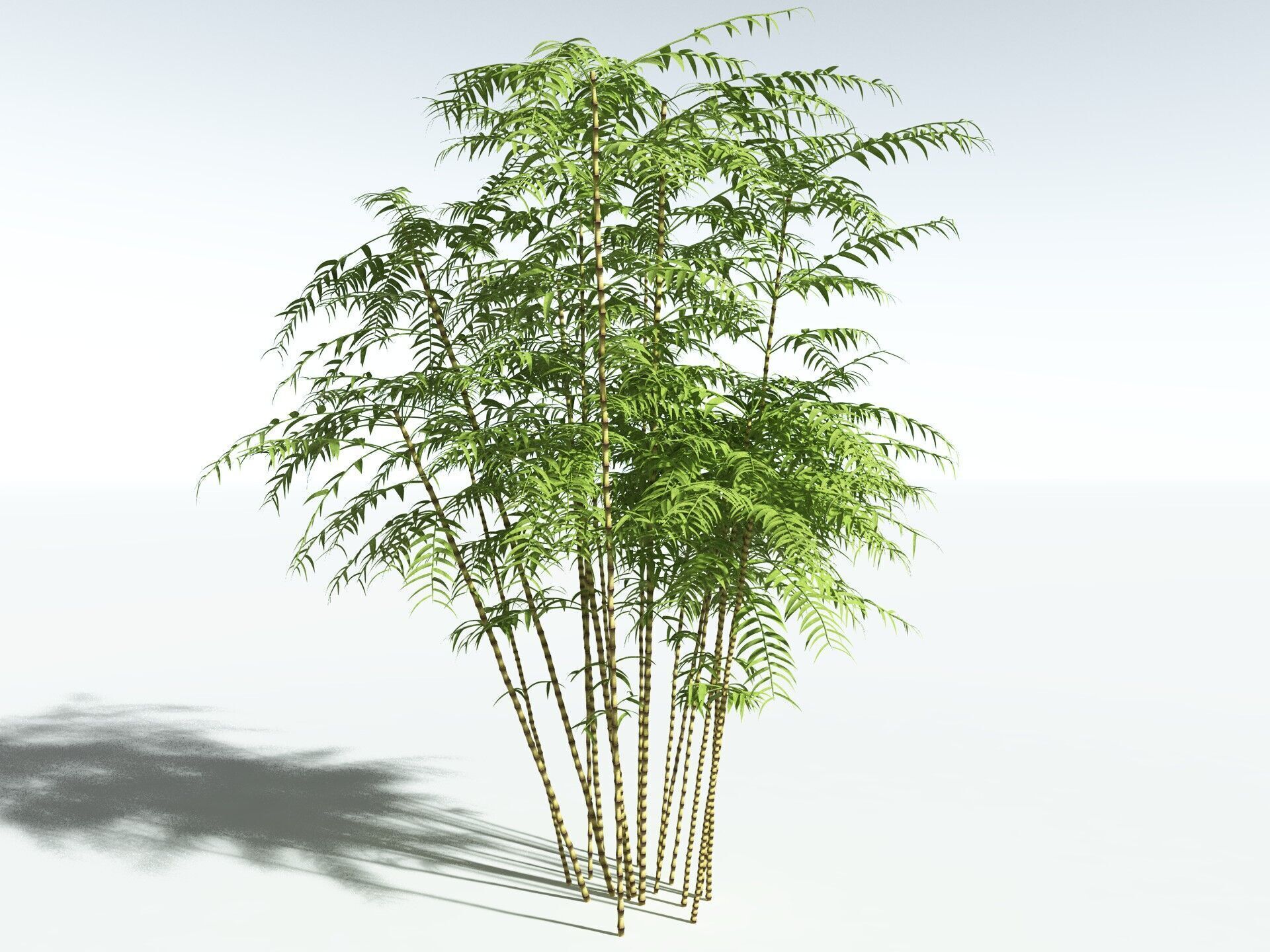 EVERYPlant Common Bamboo 3D model_10