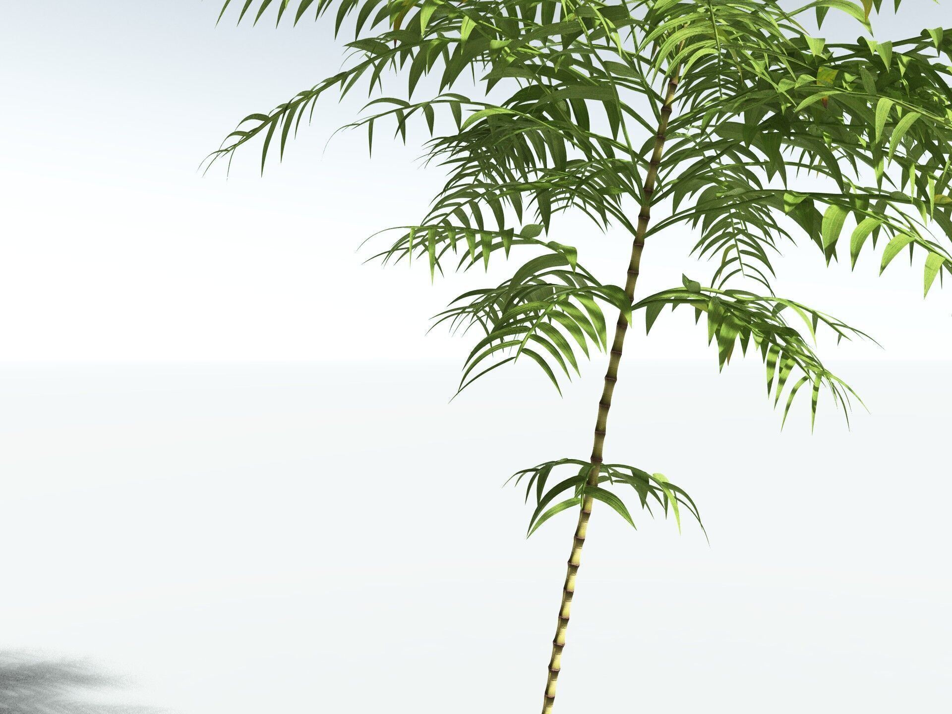 EVERYPlant Common Bamboo 3D model_31
