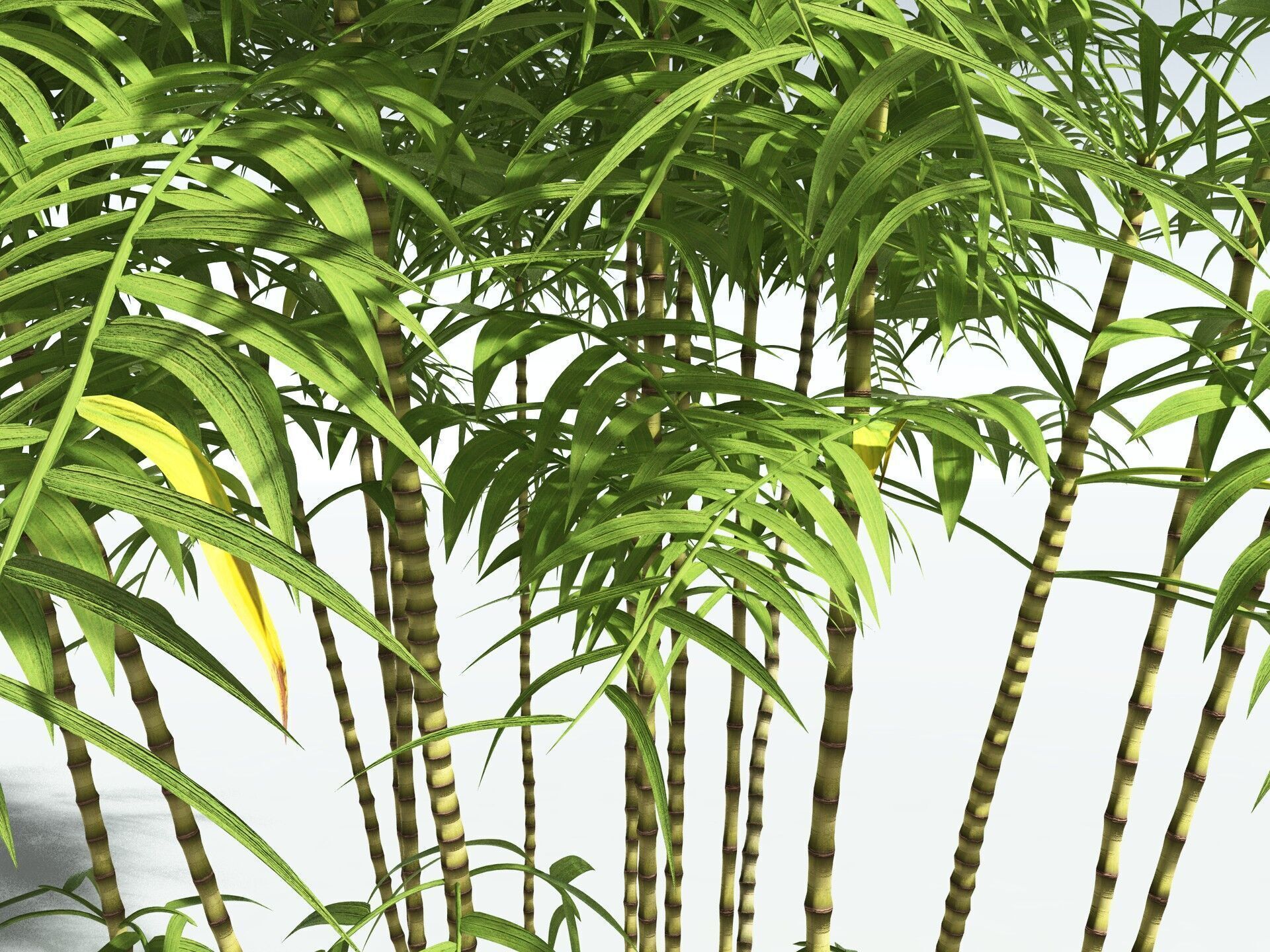EVERYPlant Common Bamboo 3D model_9