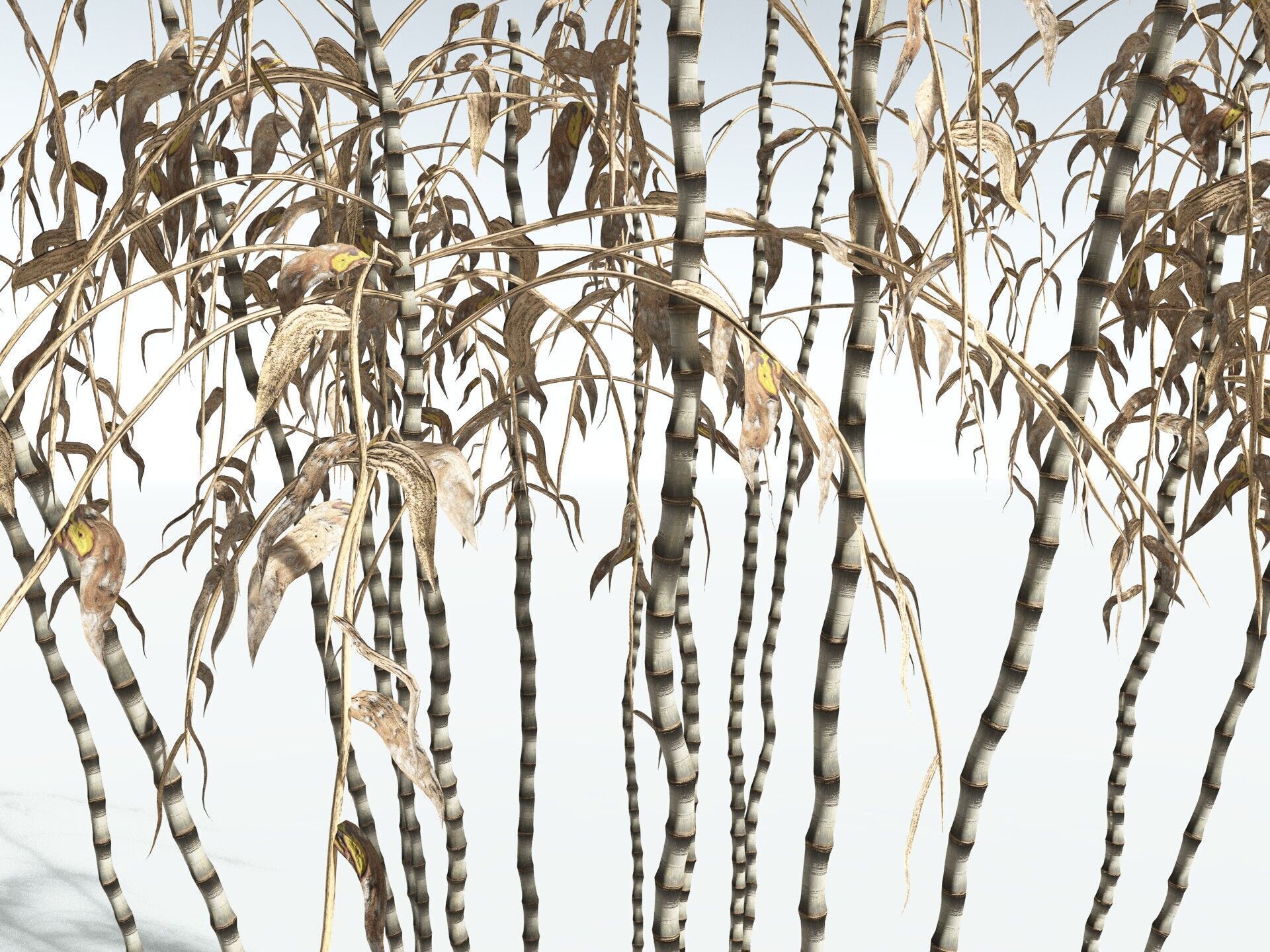 EVERYPlant Common Bamboo 3D model_19