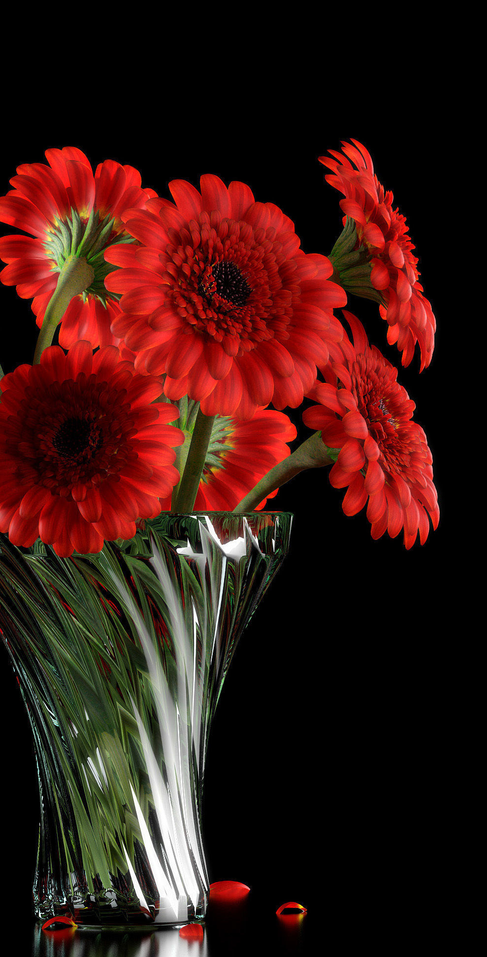 RED GERBERA 3D model_3