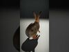 animals collection _4