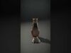 animals collection _13