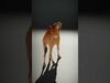animals collection _20