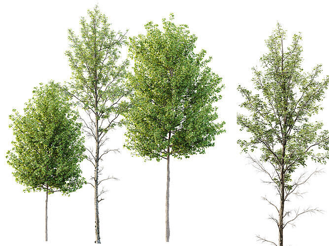 AV spring trees Acer X freemanii Freeman and Alnus Glutinosa 3D model