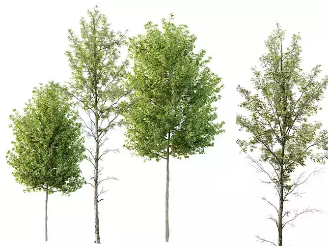 AV spring trees Acer X freemanii Freeman and Alnus Glutinosa