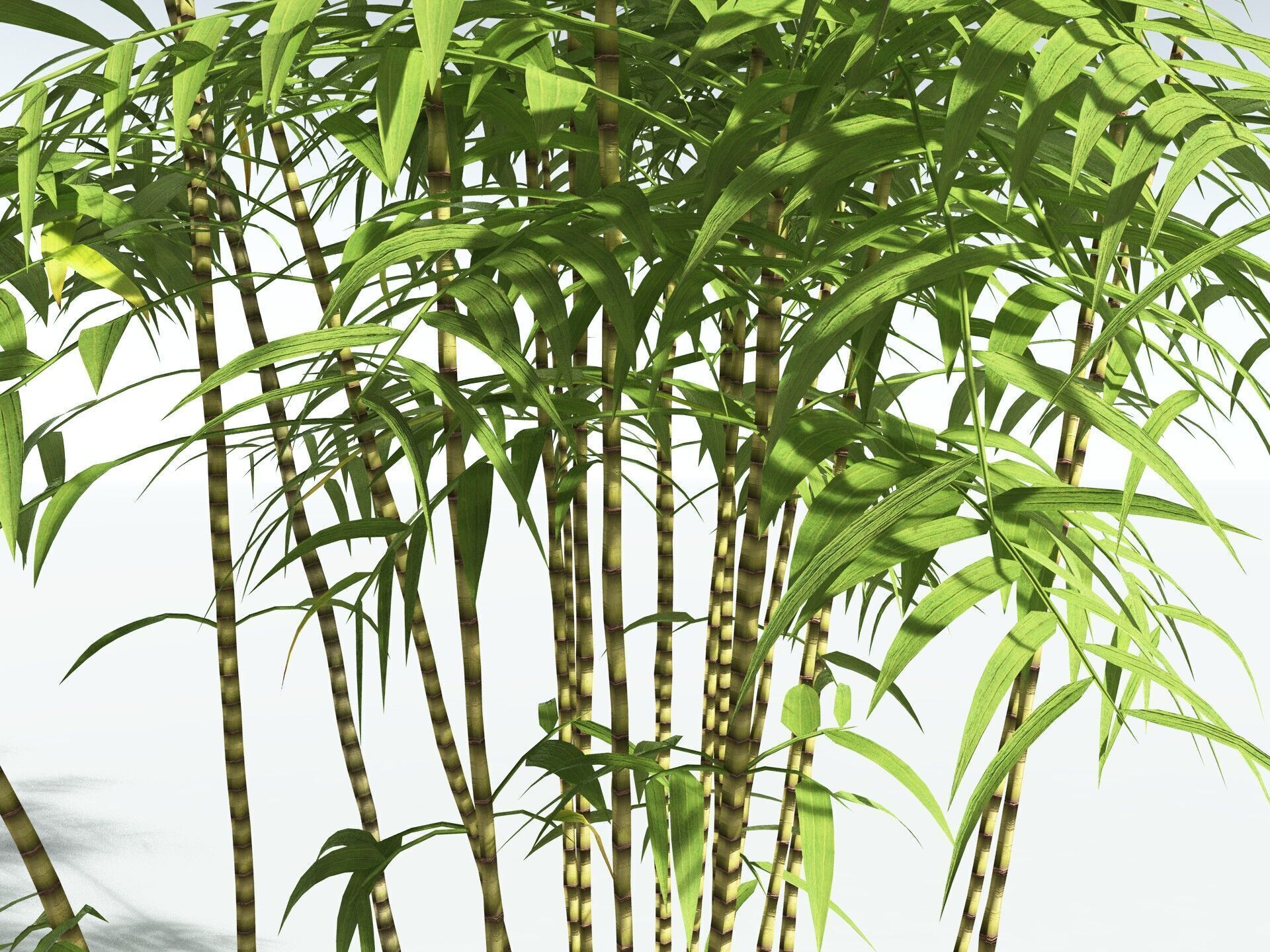 EVERYPlant Common Bamboo LowPoly Low-poly 3D model_7