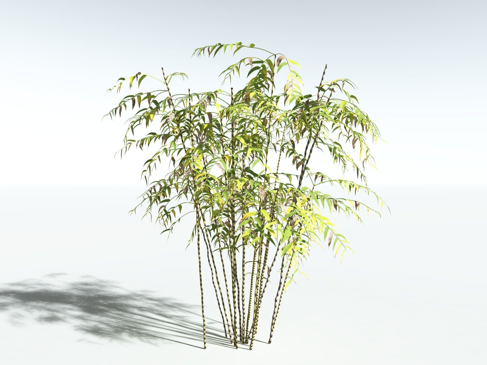 EVERYPlant Common Bamboo LowPoly Low-poly 3D model_14